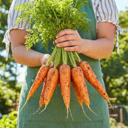 Danver 126, Carrot Seeds - Packet image number null